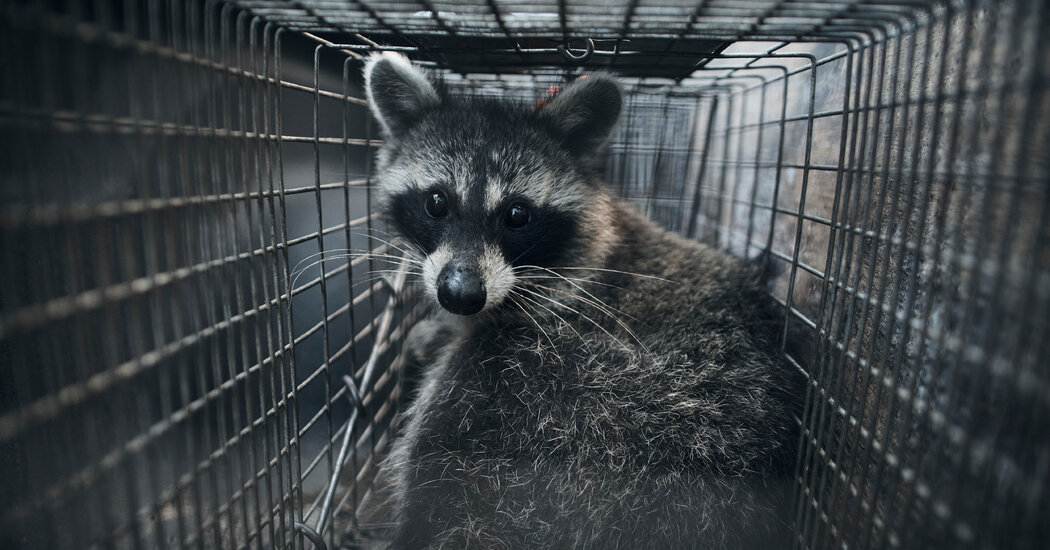 Digging for Secrets From the Raccoon in Your Garbage