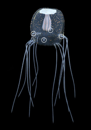 A photo of a Caribbean box jellyfish with four rhopalia circled in white.